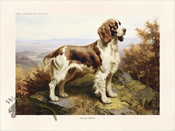 CFA Dog Britany Spaniel 04